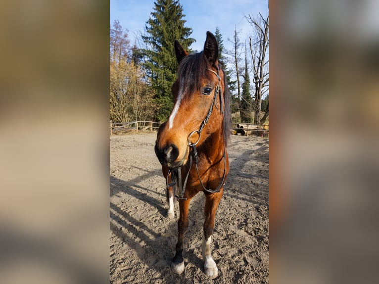 Poney de selle allemand Jument 4 Ans 148 cm Bai in Opfenbach