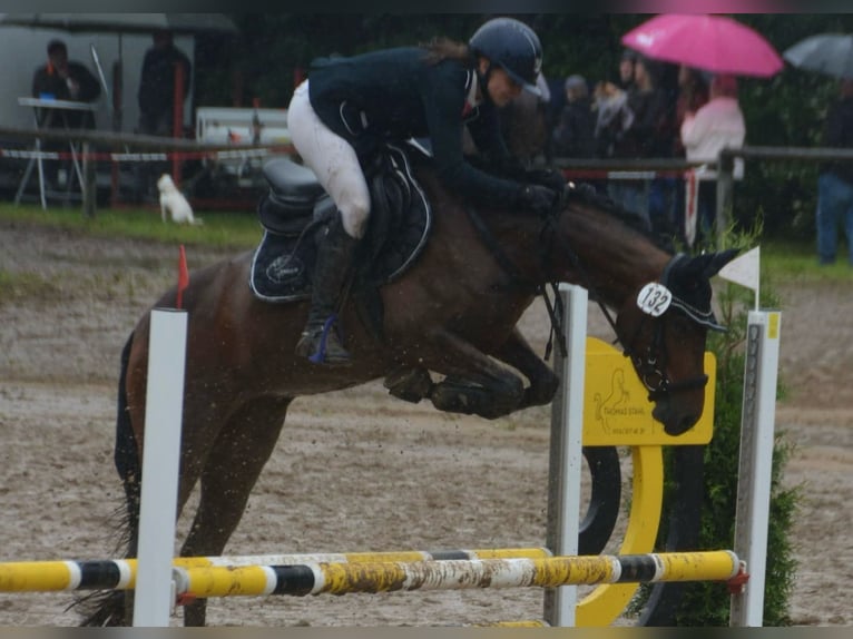 Poney de selle allemand Jument 4 Ans 148 cm Bai in Stakendorf