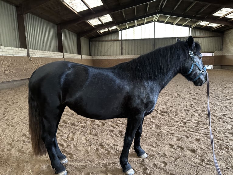 Poney de selle allemand Croisé Jument 4 Ans 148 cm Noir in Dortmund
