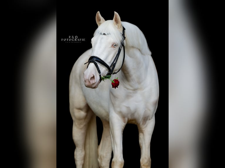 Poney de selle allemand Jument 4 Ans 148 cm Perlino in Sendenhorst