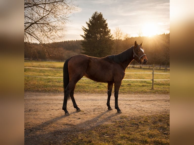 Poney de selle allemand Jument 4 Ans 149 cm Bai in Blankenheim