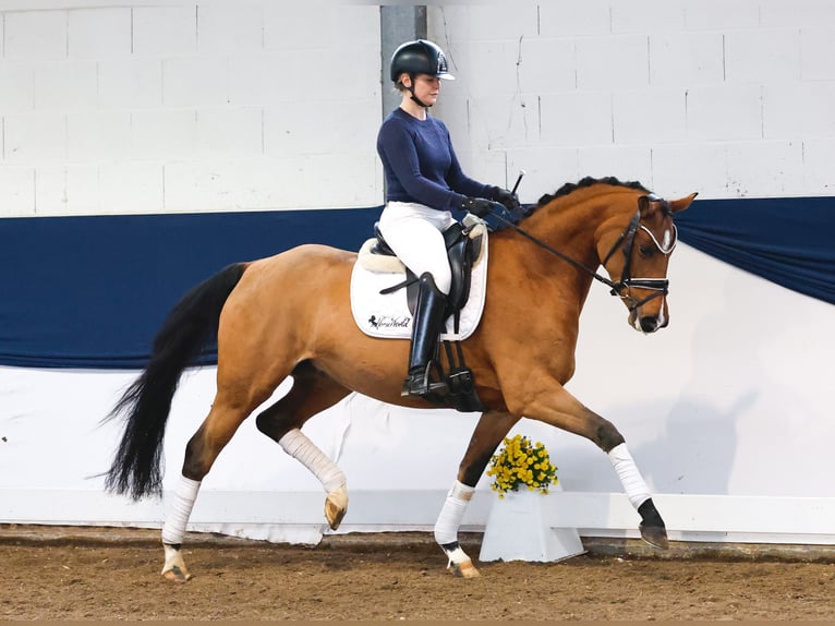 Poney de selle allemand Jument 4 Ans 150 cm Bai in Marsberg