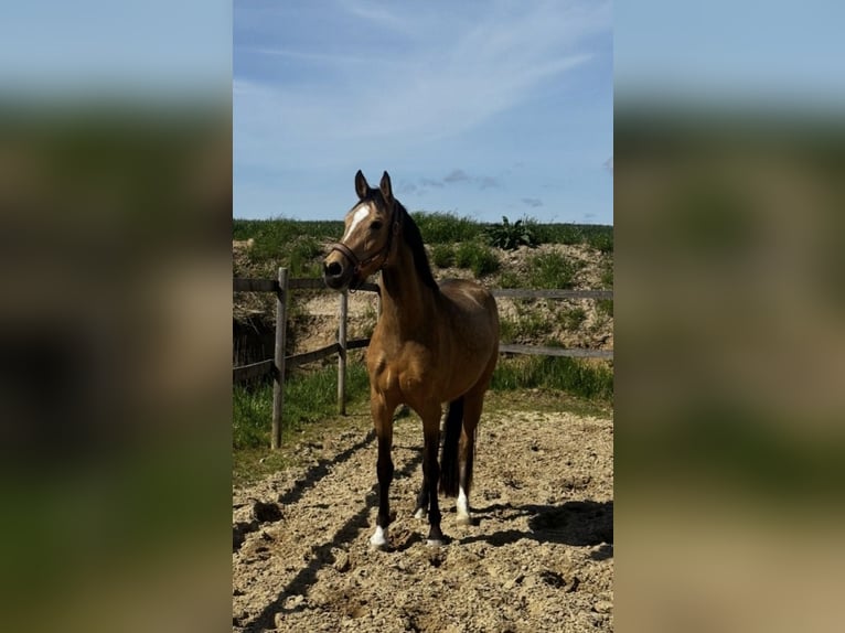 Poney de selle allemand Jument 4 Ans 150 cm Buckskin in Diestelow