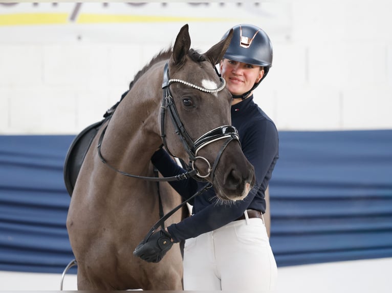 Poney de selle allemand Jument 4 Ans 150 cm Noir in Marsberg