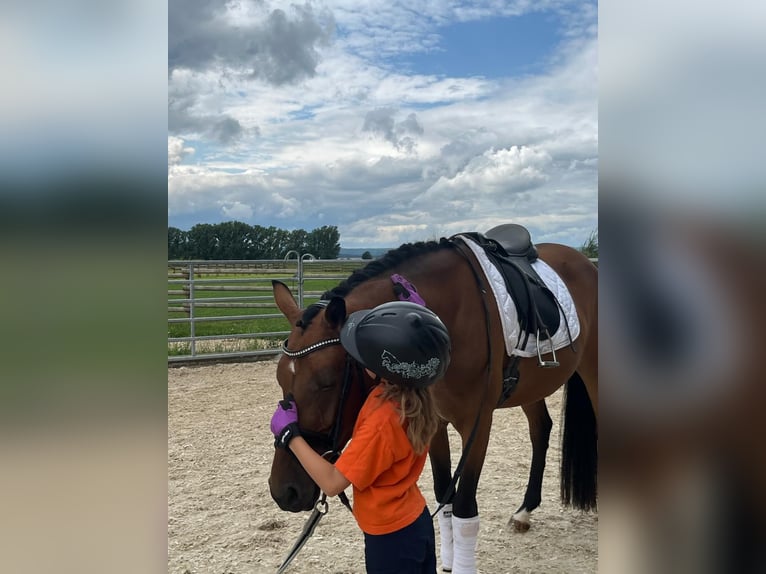 Poney de selle allemand Jument 4 Ans 152 cm Bai in Untermarchtal