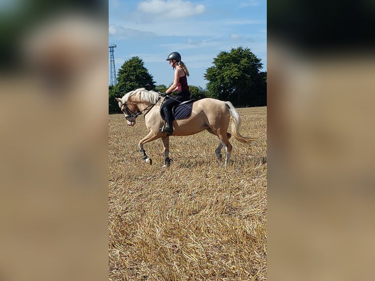 Poney de selle allemand Jument 4 Ans 152 cm Palomino in L&#xF6;ptin