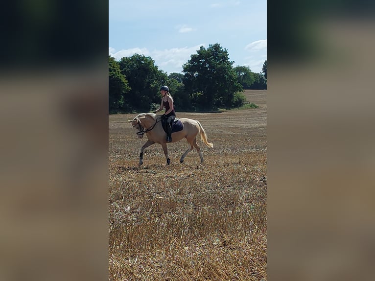 Poney de selle allemand Jument 4 Ans 152 cm Palomino in L&#xF6;ptin