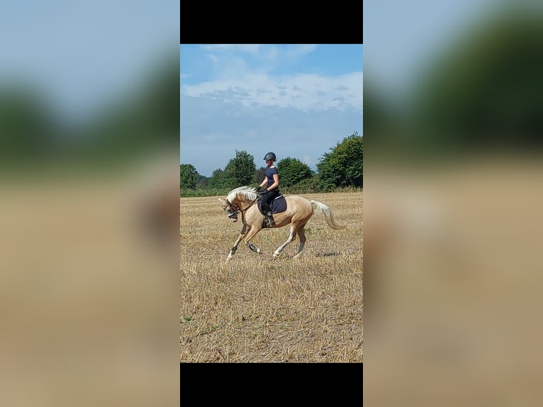 Poney de selle allemand Jument 4 Ans 152 cm Palomino in L&#xF6;ptin