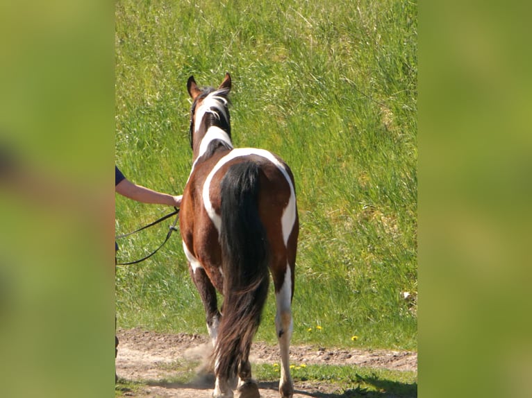 Poney de selle allemand Croisé Jument 4 Ans 152 cm Pinto in Kyritz