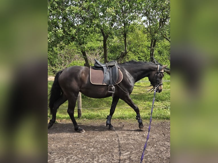 Poney de selle allemand Jument 4 Ans 153 cm Bai brun foncé in Papenburg
