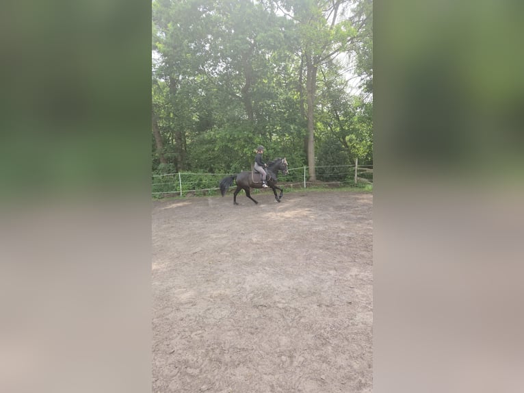 Poney de selle allemand Jument 4 Ans 153 cm Bai brun foncé in Papenburg