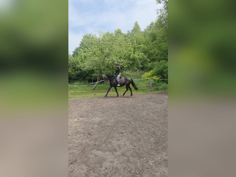 Poney de selle allemand Jument 4 Ans 153 cm Bai brun foncé in Papenburg