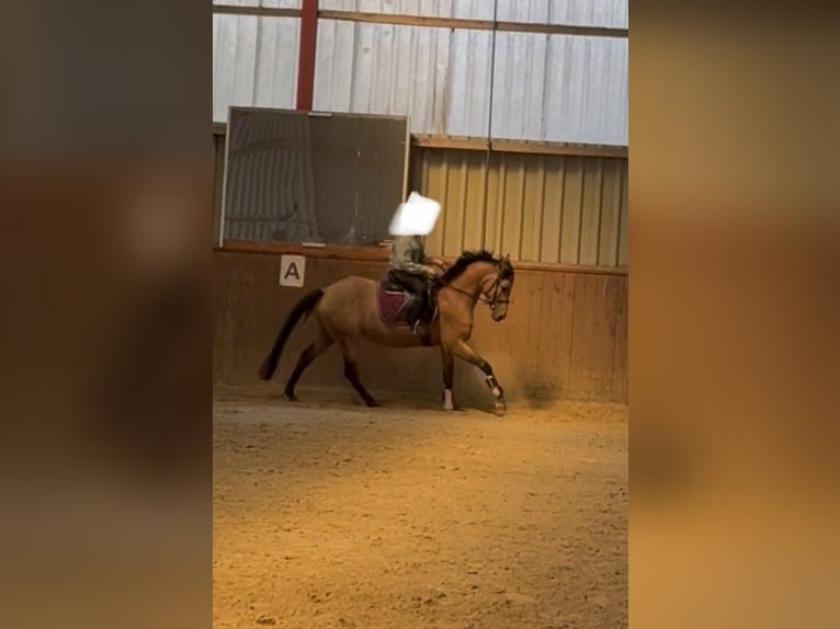 Poney de selle allemand Jument 4 Ans 153 cm Buckskin in Scheeßel