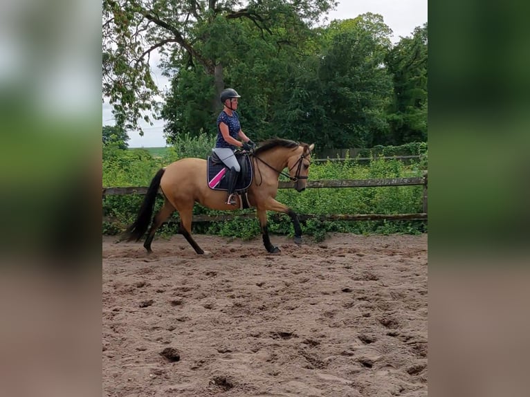 Poney de selle allemand Jument 4 Ans 153 cm Buckskin in Zarpen