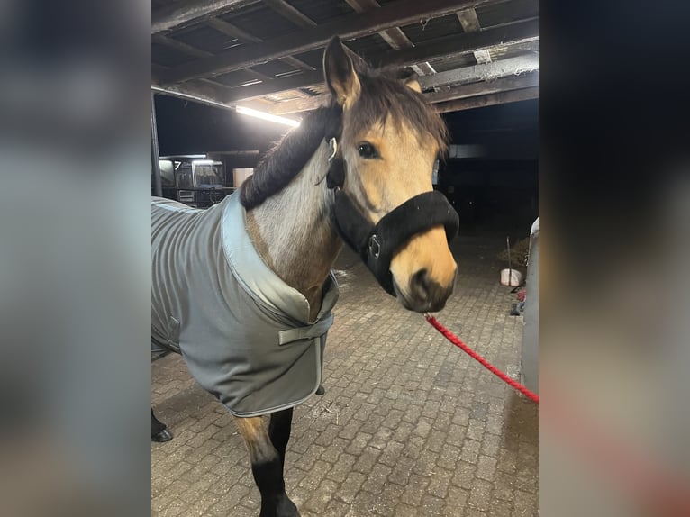 Poney de selle allemand Croisé Jument 4 Ans 154 cm Buckskin in Erkelenz