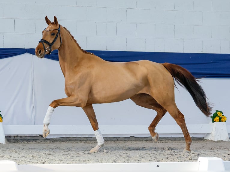 Poney de selle allemand Jument 4 Ans 155 cm Alezan in Marsberg