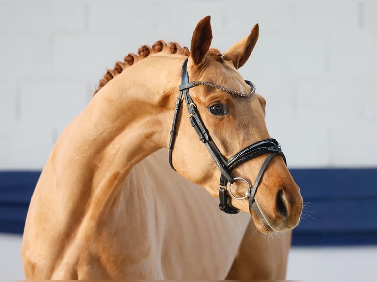 Poney de selle allemand Jument 4 Ans 155 cm Alezan in Marsberg