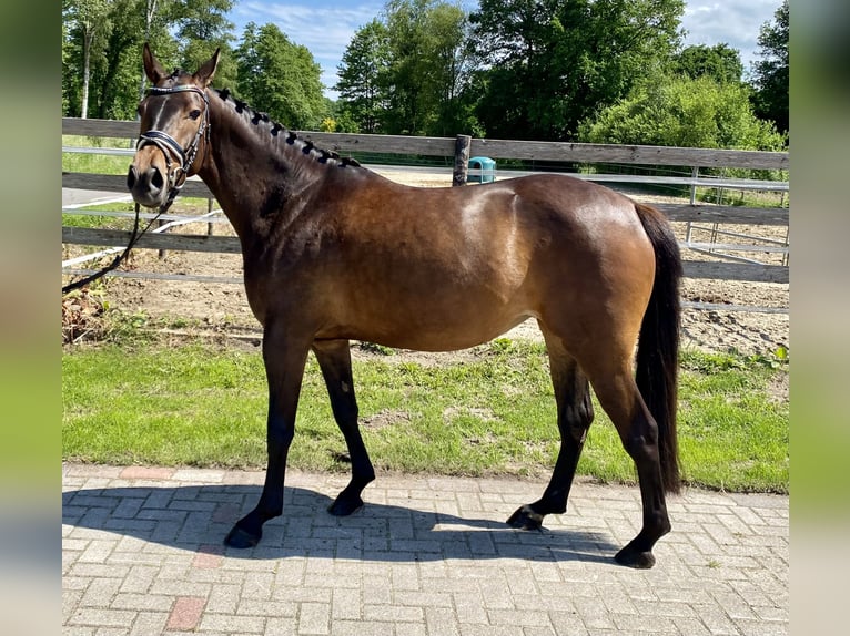 Poney de selle allemand Jument 4 Ans 155 cm Bai brun in Hude (Oldenburg)Hude