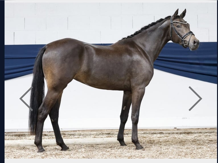 Poney de selle allemand Jument 4 Ans 155 cm Isabelle in Milano