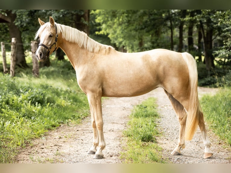 Poney de selle allemand Jument 4 Ans 155 cm Palomino in Bargstedt