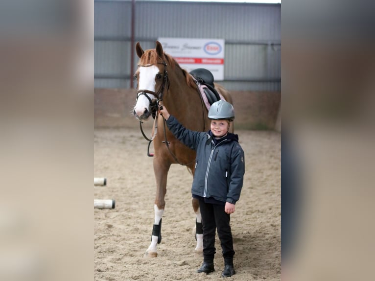 Poney de selle allemand Jument 4 Ans 156 cm Alezan in Wildeshausen