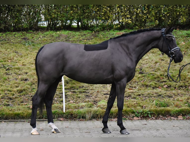 Poney de selle allemand Jument 4 Ans 156 cm Noir in F&#xFC;rstenau
