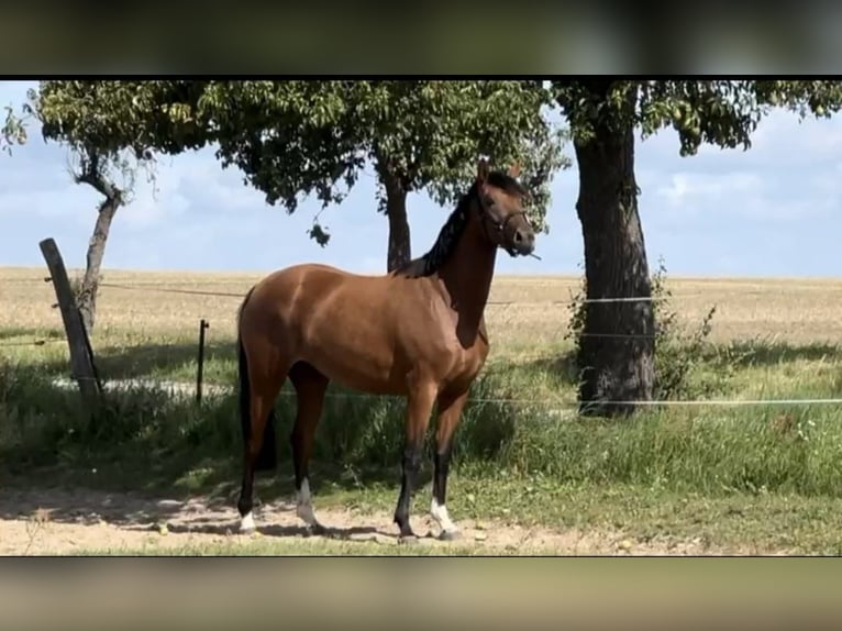 Poney de selle allemand Jument 4 Ans 158 cm Bai clair in Gartz/O.