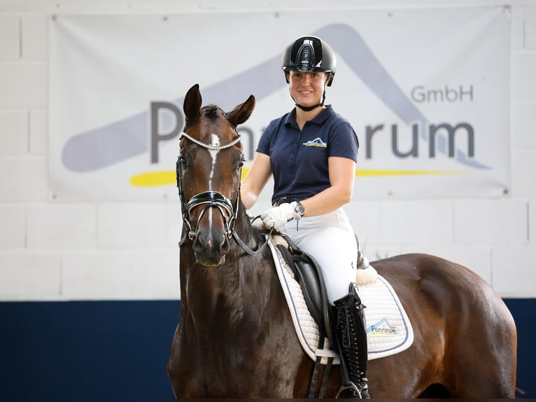 Poney de selle allemand Jument 4 Ans 162 cm Bai brun in Marsberg