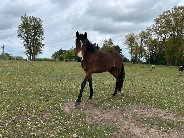 Poney de selle allemand Jument 4 Ans Alezan in Greifswald