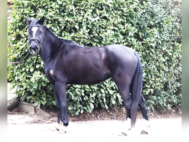 Poney de selle allemand Jument 4 Ans Noir in uelsen