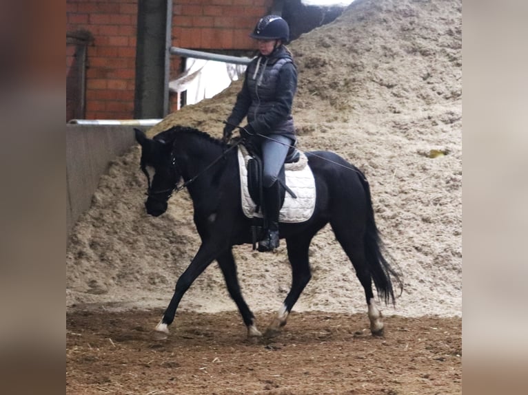 Poney de selle allemand Jument 4 Ans Noir in uelsen