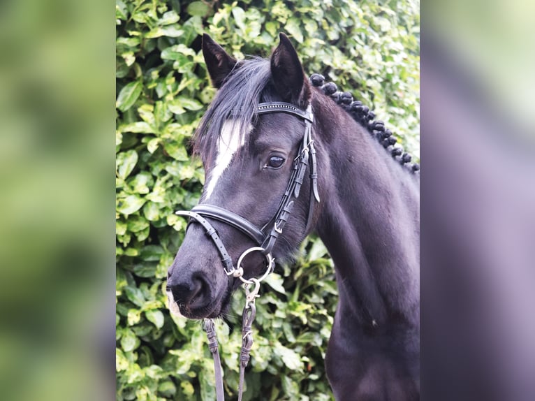 Poney de selle allemand Jument 4 Ans Noir in uelsen