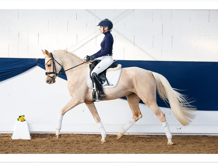 Poney de selle allemand Jument 4 Ans Palomino in Marsberg