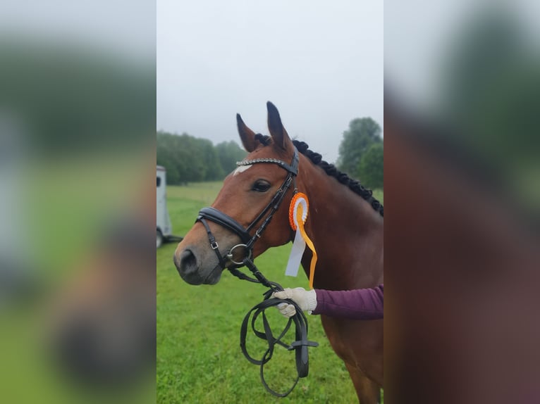 Poney de selle allemand Jument 5 Ans 140 cm Bai in Limbach-Oberfrohna