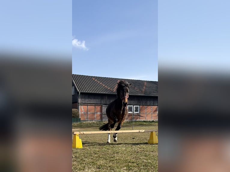 Poney de selle allemand Croisé Jument 5 Ans 140 cm  in LemgoW