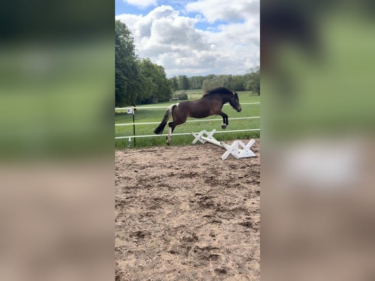 Poney de selle allemand Croisé Jument 5 Ans 140 cm Tobiano-toutes couleurs in Lemgow