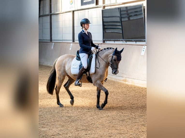 Poney de selle allemand Jument 5 Ans 141 cm Isabelle in Bad Dürrheim