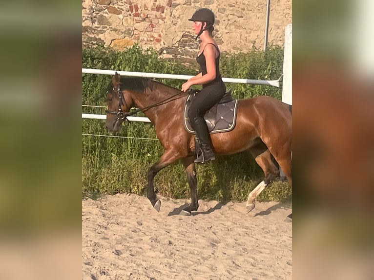 Poney de selle allemand Jument 5 Ans 142 cm Bai in N&#xFC;nchritz
