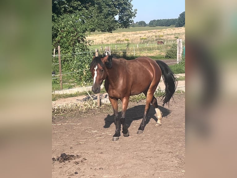 Poney de selle allemand Jument 5 Ans 142 cm Bai in N&#xFC;nchritz
