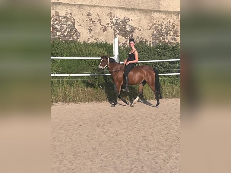 Poney de selle allemand Jument 5 Ans 142 cm Bai in N&#xFC;nchritz