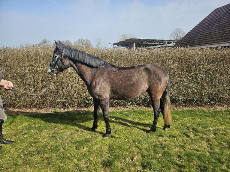 Poney de selle allemand Jument 5 Ans 142 cm Gris noir in Vlotho