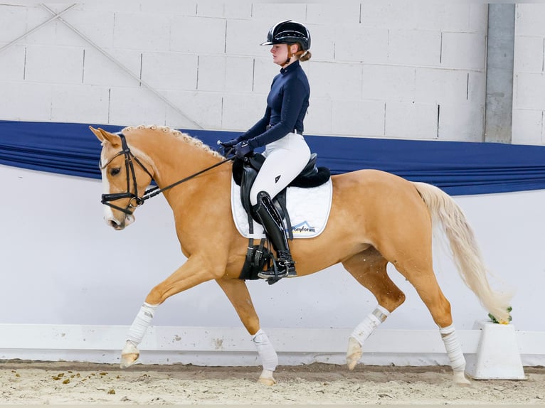 Poney de selle allemand Jument 5 Ans 142 cm Palomino in Marsberg
