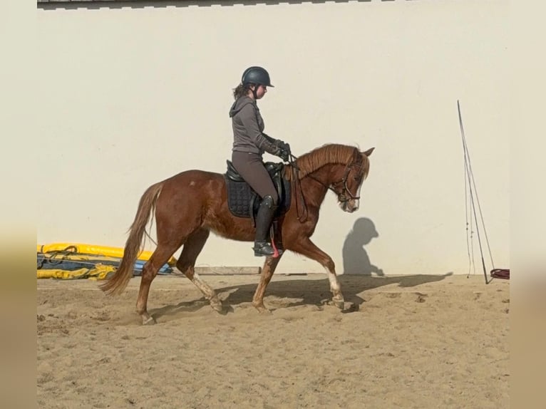Poney de selle allemand Jument 5 Ans 143 cm Alezan in Daldeiden