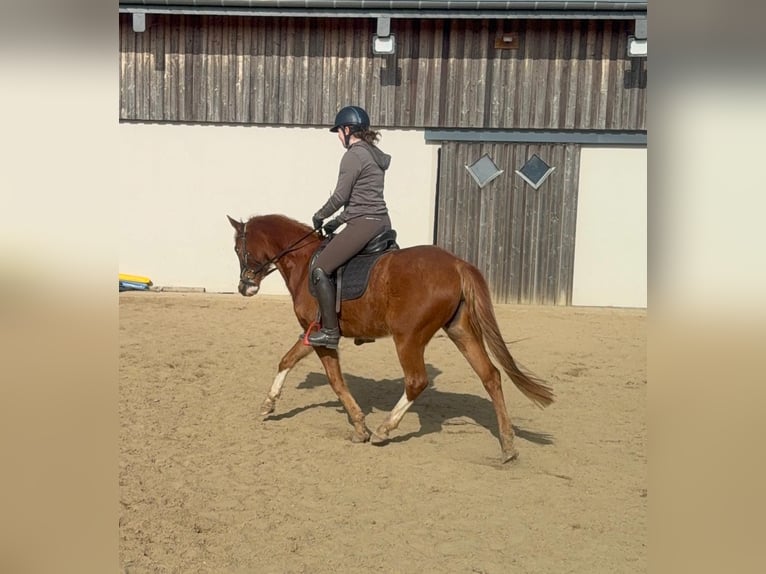 Poney de selle allemand Jument 5 Ans 143 cm Alezan in Daldeiden