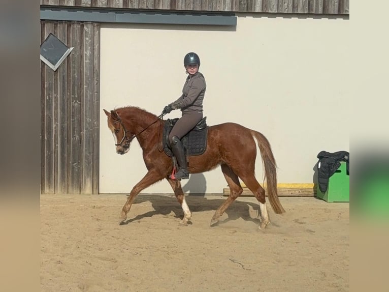 Poney de selle allemand Jument 5 Ans 143 cm Alezan in Daldeiden