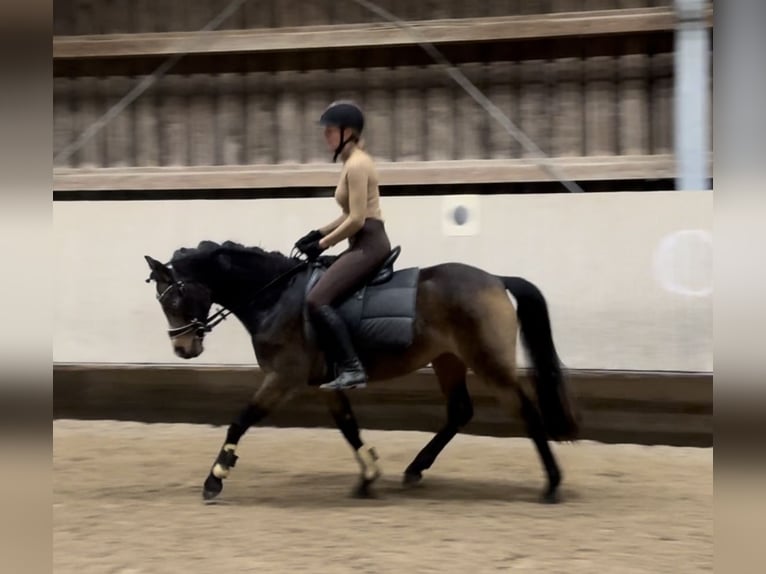 Poney de selle allemand Jument 5 Ans 143 cm Buckskin in Wiesloch