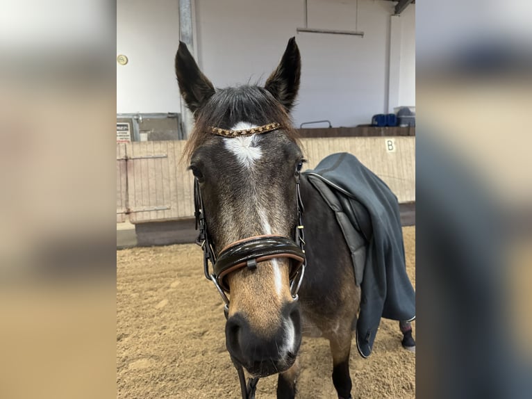 Poney de selle allemand Jument 5 Ans 143 cm Buckskin in Wiesloch