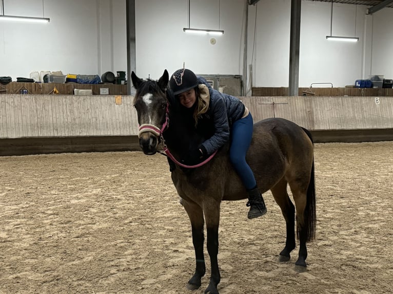 Poney de selle allemand Jument 5 Ans 143 cm Buckskin in Wiesloch