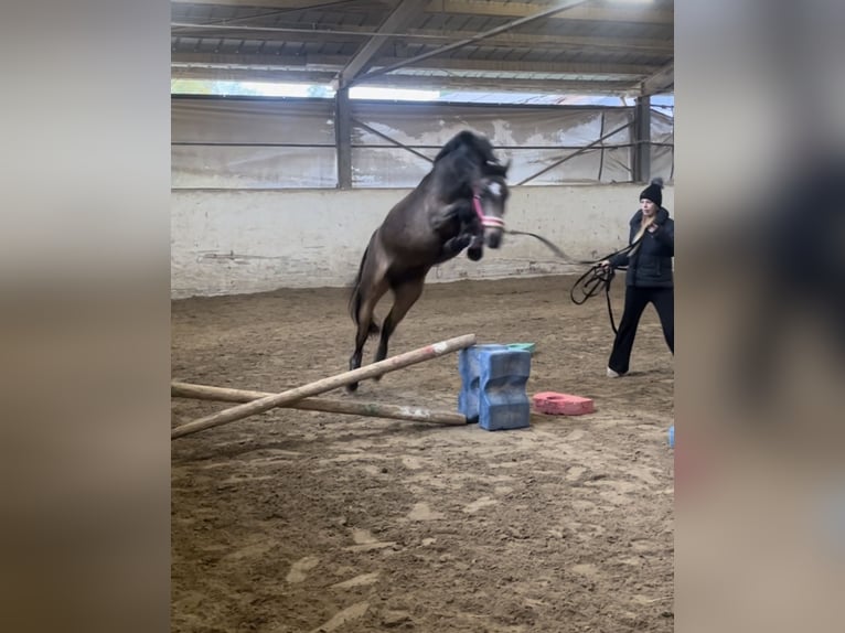 Poney de selle allemand Jument 5 Ans 143 cm Buckskin in Wiesloch