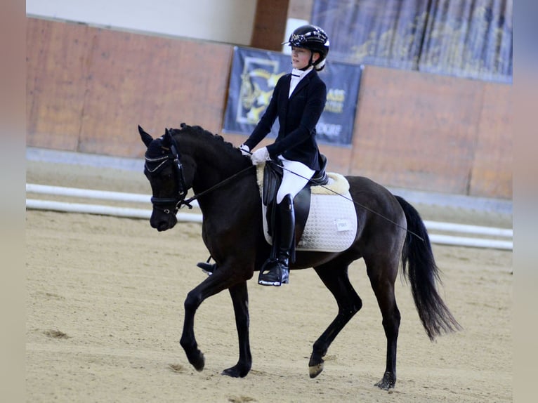 Poney de selle allemand Jument 5 Ans 143 cm Noir in Wien, Leopoldstadt